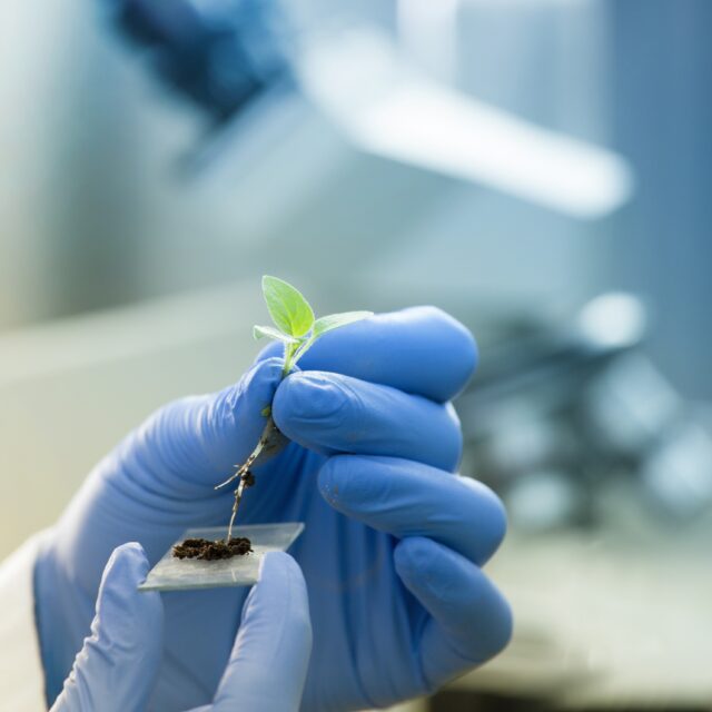 Biologist holding seedling in front of microscope Close up of biologist's hand with protective gloves holding young plant with root above microscope glass with soil. Biotechnology, plant care and protection concept